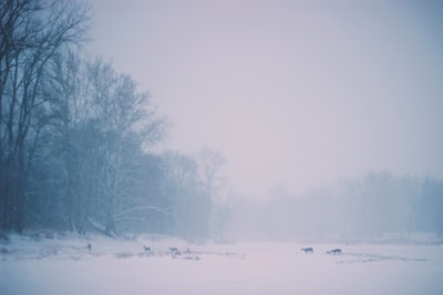 动物在陆地上行走附近白雪覆盖着光秃秃的树

